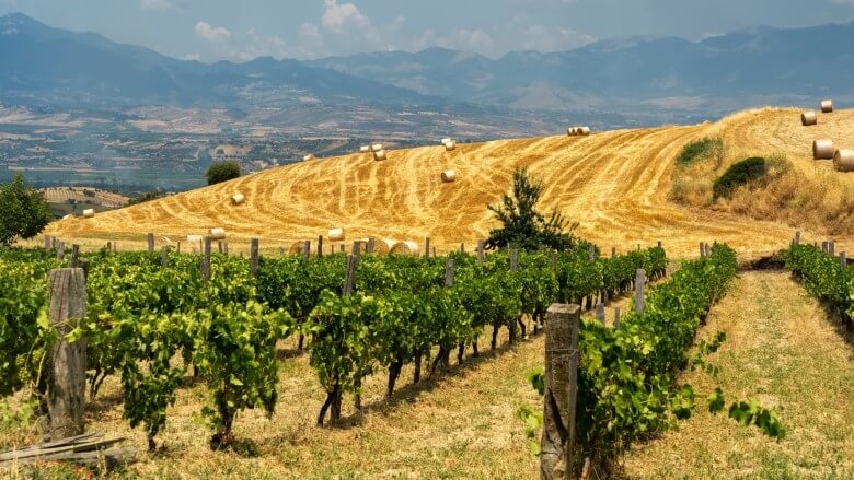 Weinberge in Kalabrien